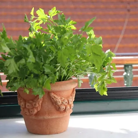 Martim Vaz I - Downtown Apartament *